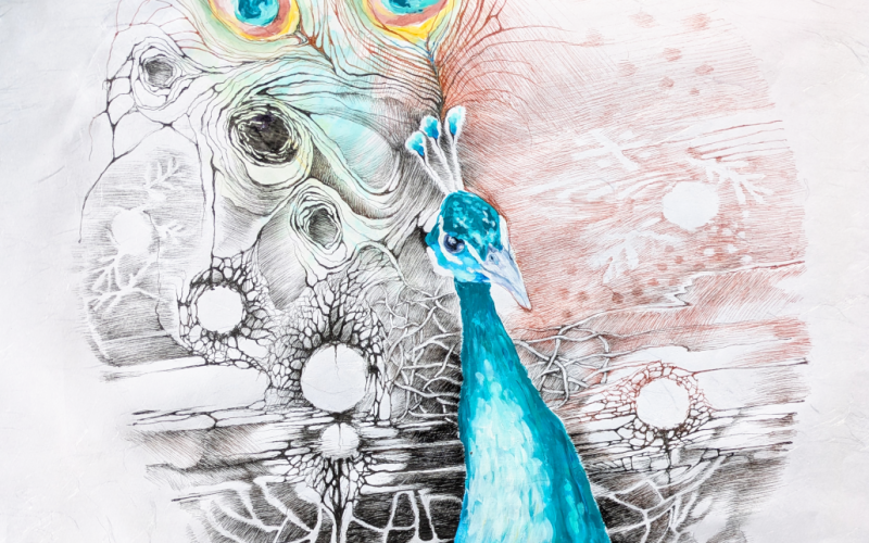 Peacock-2026