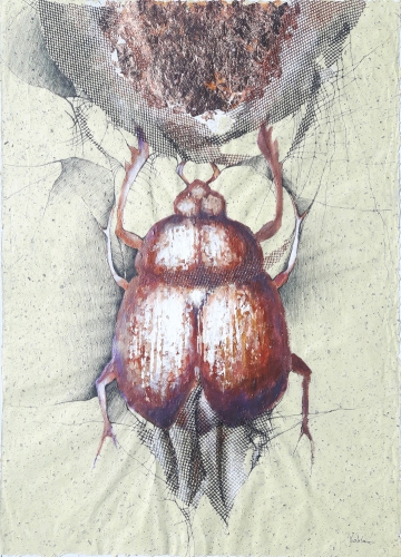 2019 Scarab 50 x 70 cm